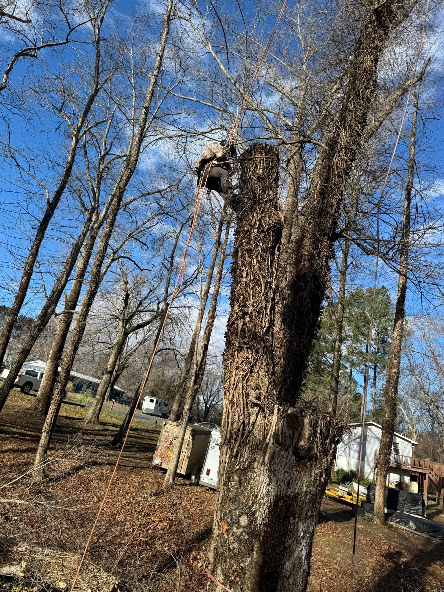 Stump Grinding