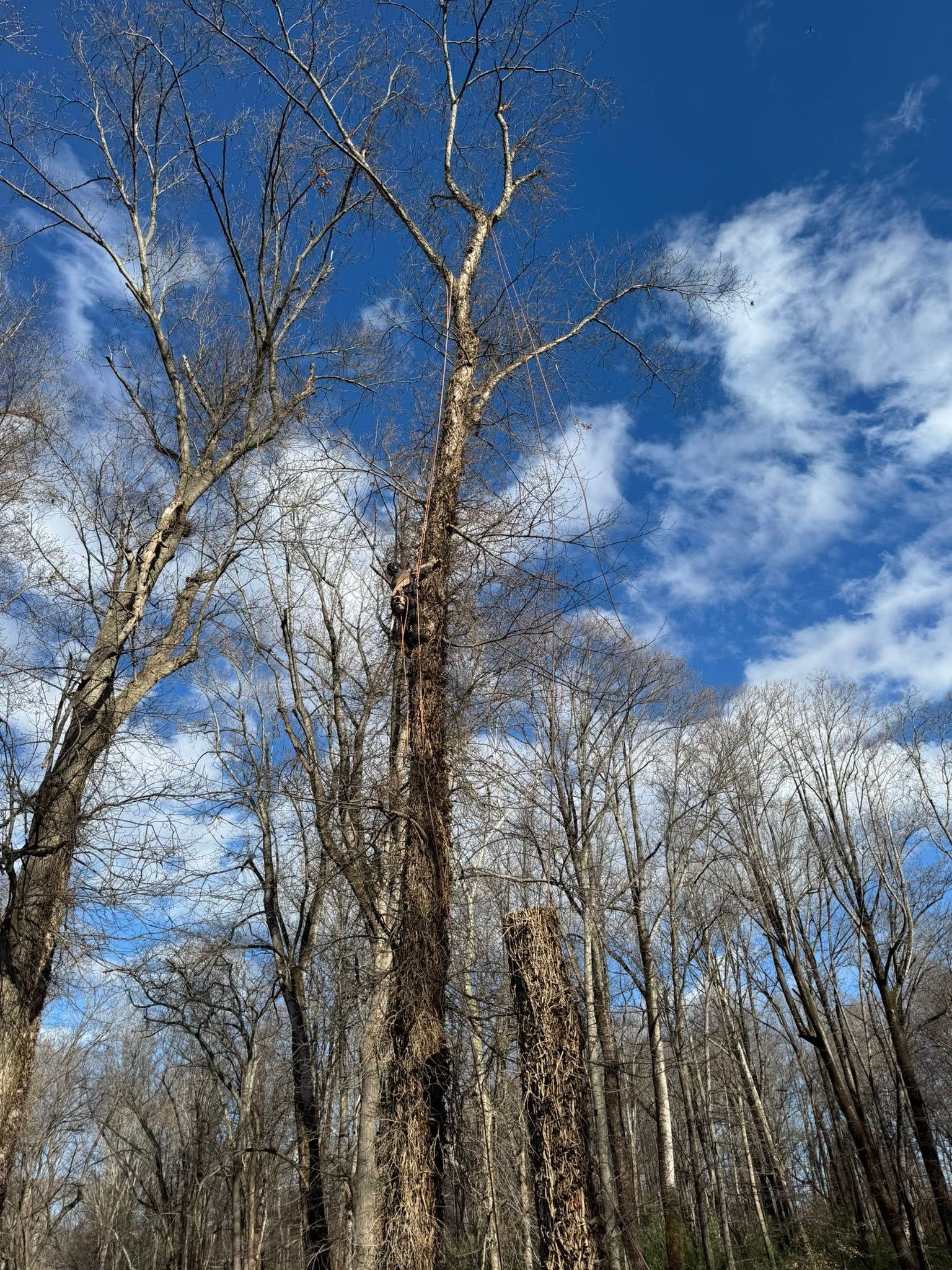 Tree Removal