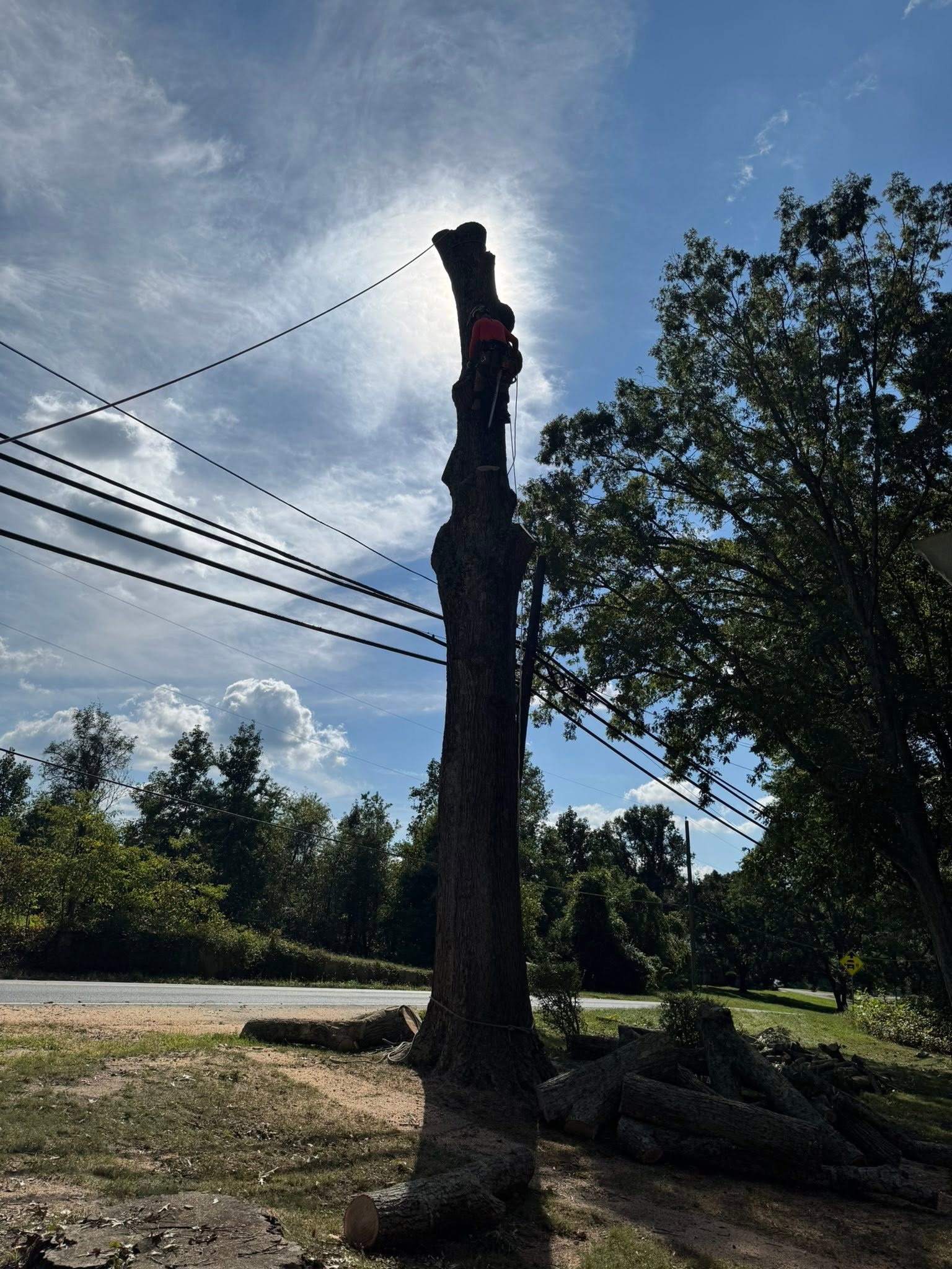 Tree Service