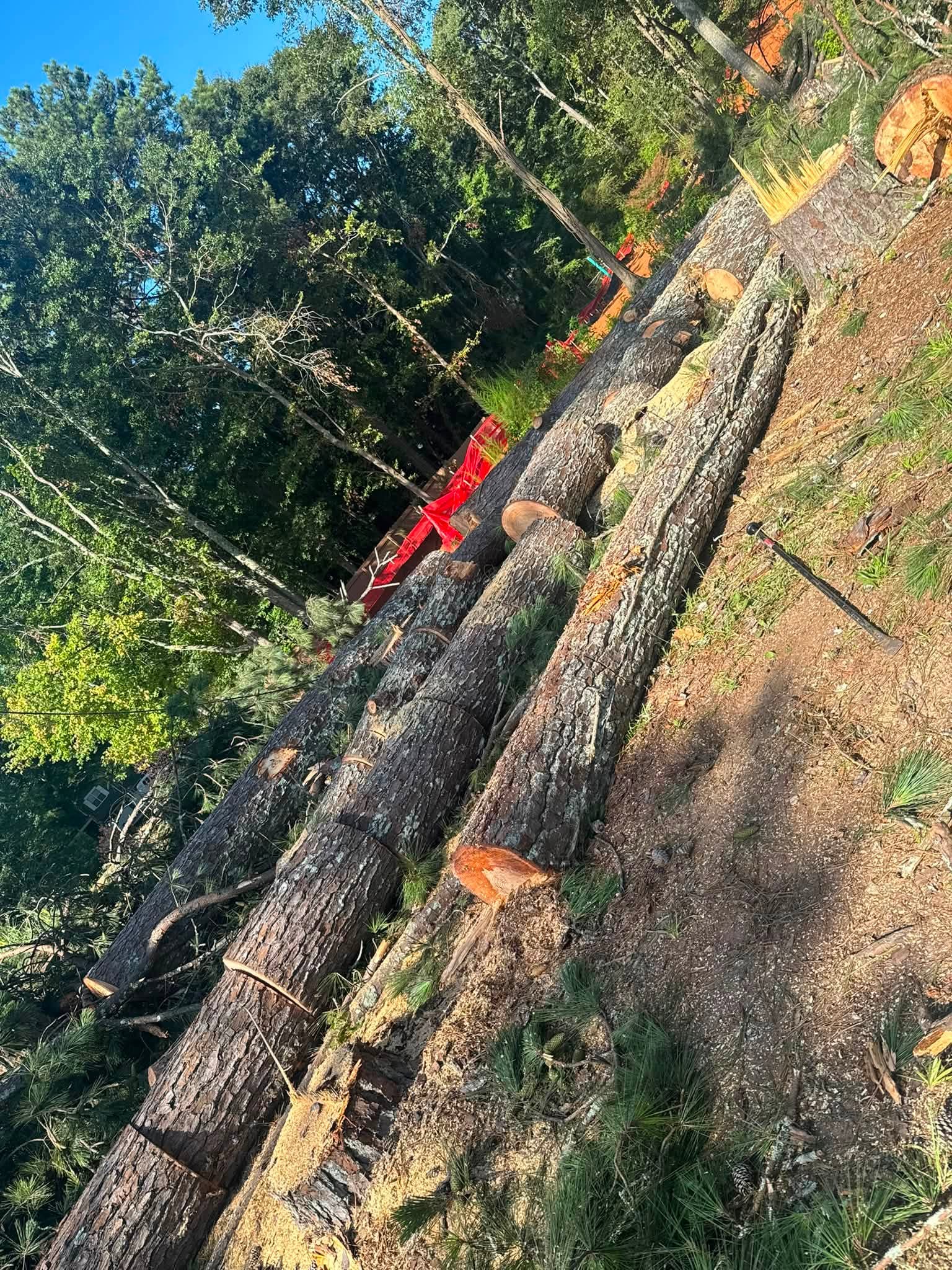 Tree Removal