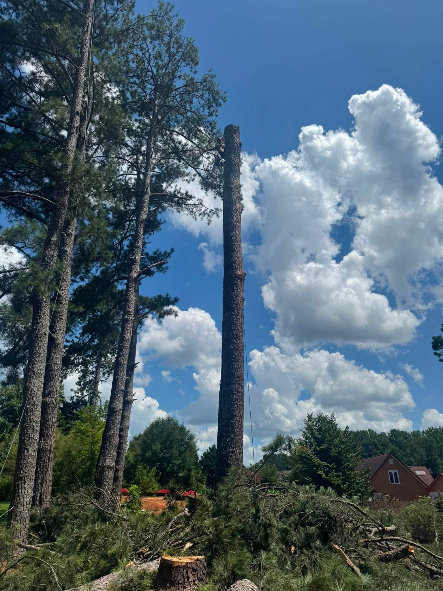 Tree Trimming
