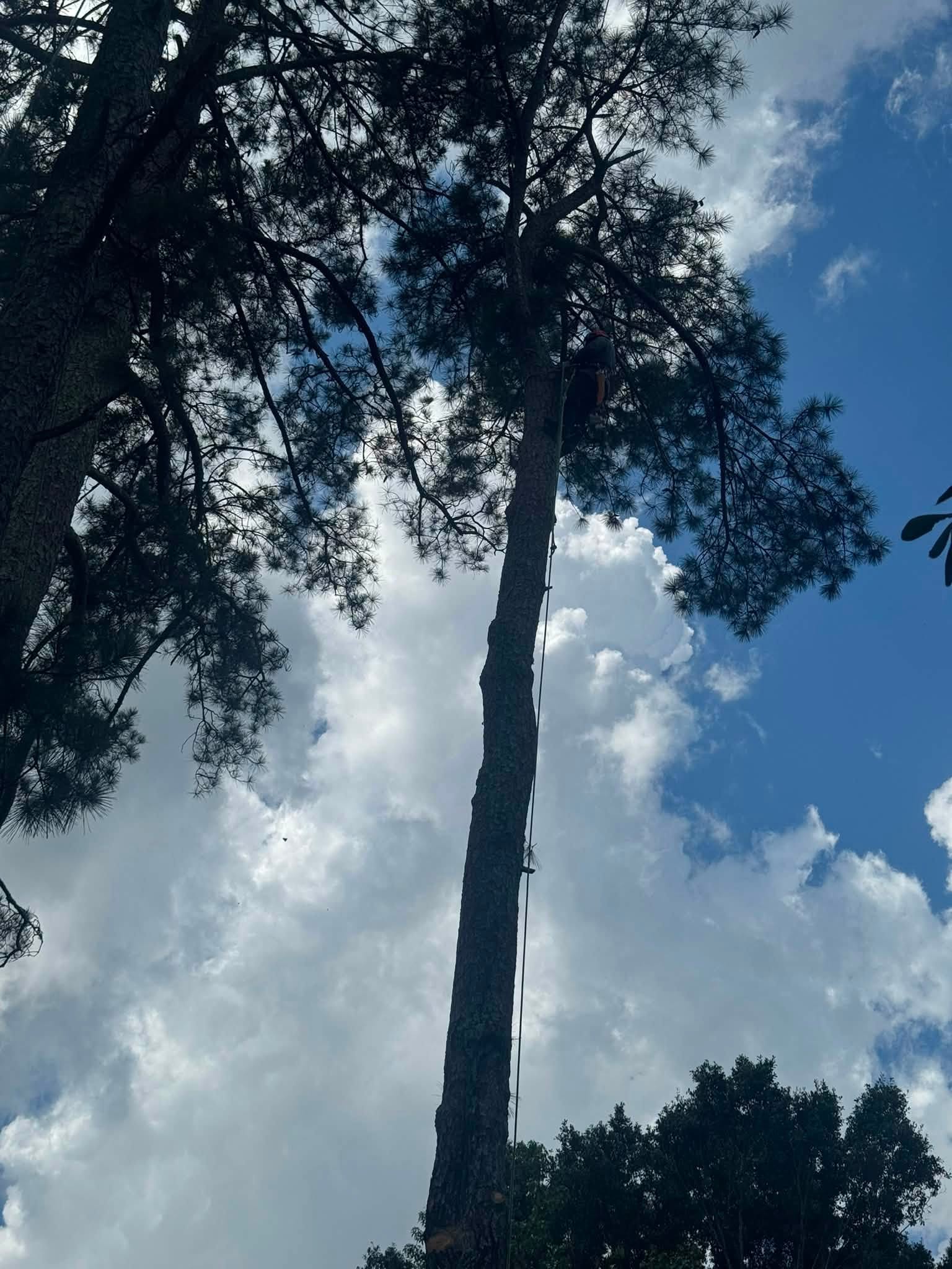 Tree Trimming