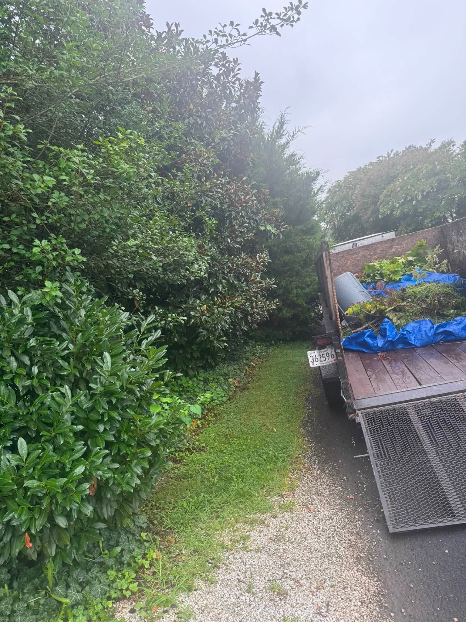 Tree Removal