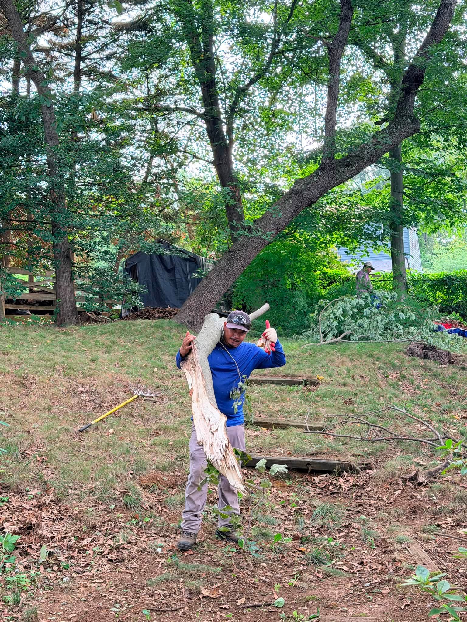 Tree Trimming