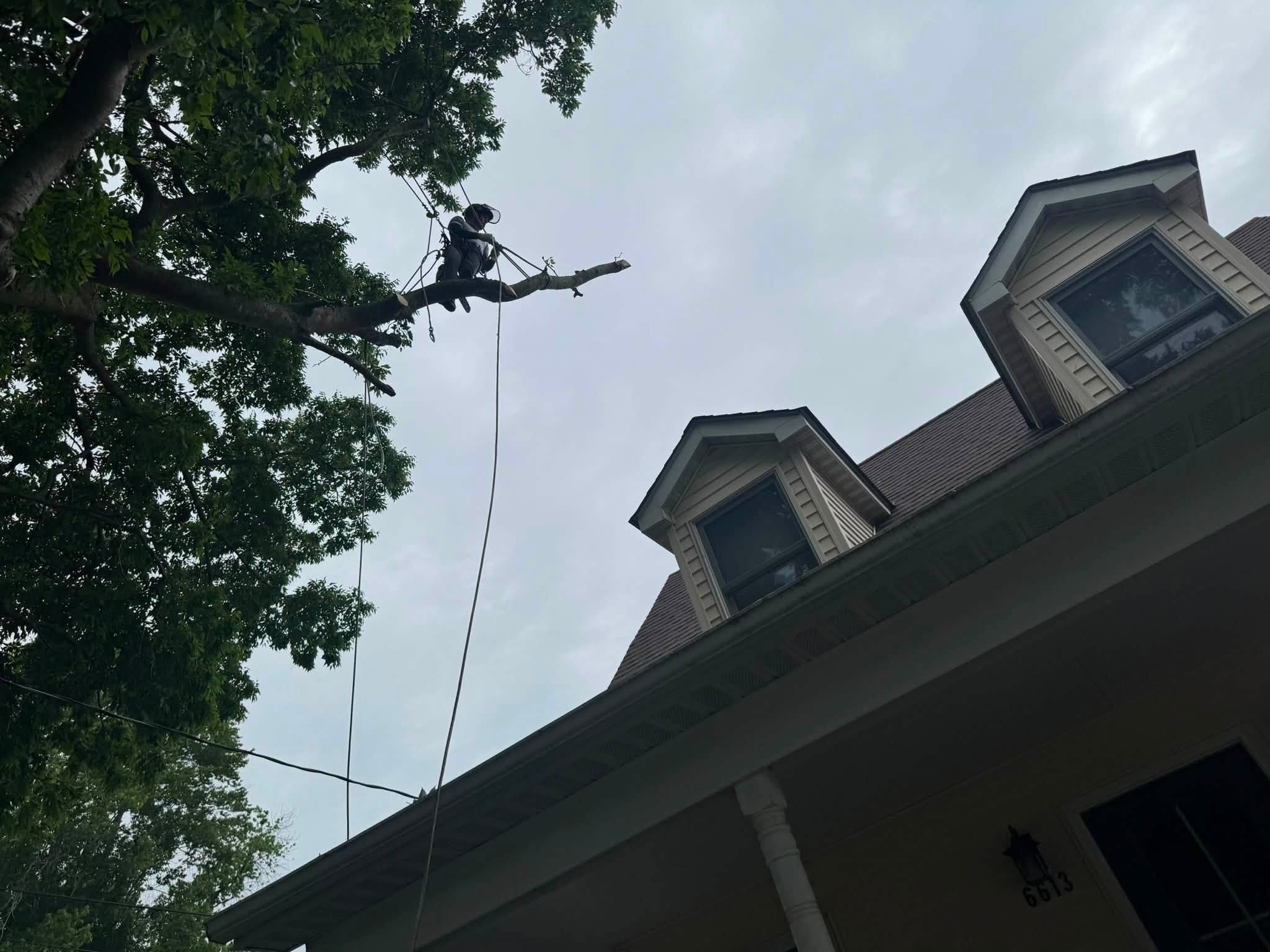 Tree Trimming